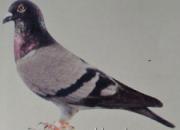 �й������������Ÿ�(ͼ)