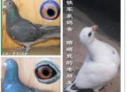 ������͵� ѵ��Ҫ�ߵ�(ͼ)