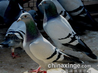 ����ǿ���Լ����ֲ��ܹ���ǧ��(ͼ)