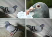 ũ����ѵ����������(ͼ)