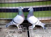 2015���������(ͼ)