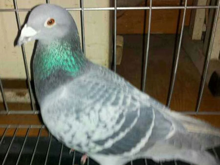 �صȽ���ŷ�������뵽�ң�