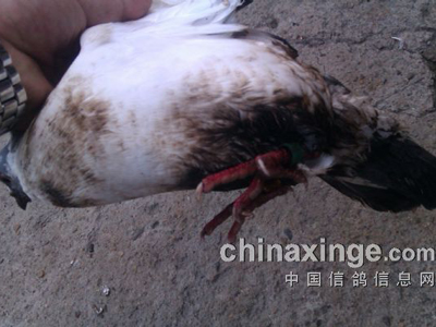 Ѫ۰׻û˿ȴվվ鳲 600˺ս