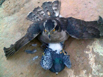 Ԥ����еļ������ｨ��