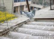 50Ԫ�Ե��������������޸��ܵ�(ͼ)