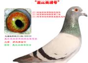 ������14��ֲ�ս����6��3��2��(ͼ)