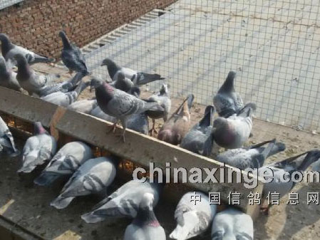 �������룺һ��������(ͼ)