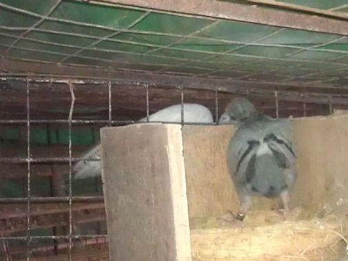 ĸ�����Ƹ롰����������С��(ͼ)