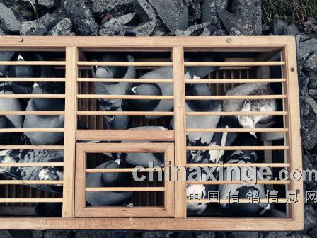 ����ѵ�ţ��ݳ�30���������۷�(ͼ)