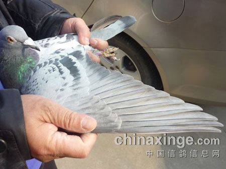 �Ϻ��ֶ��رȹھ�������������������Ի�(ͼ)