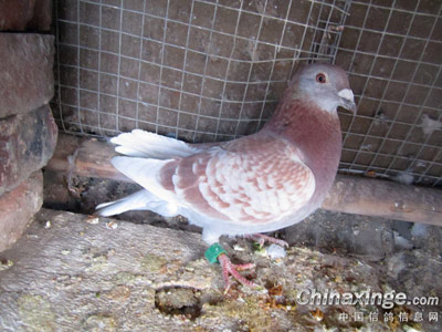 �����������Ե�����(ͼ)