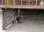 ���⺦ �ھ�������è���Ҵ���