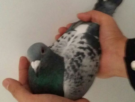 ������أ�������������(ͼ) 