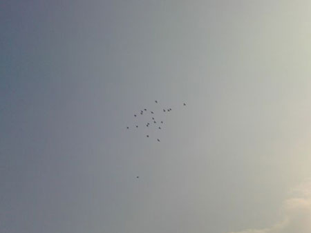 ���������ࣺ����ҷɲ���ͣ(ͼ)