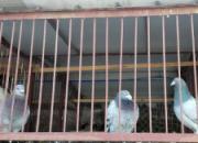 �����������ë�ɳ�(ͼ)