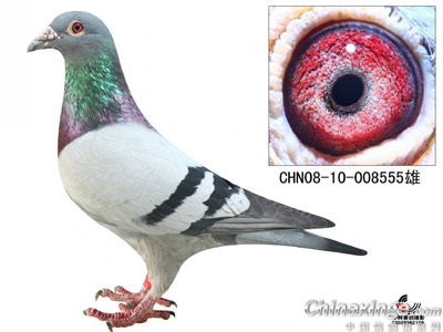 �������7ֻ��(ͼ)