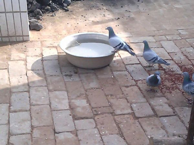 ����ɢȥ ����ˮ������ϴ��(��Ƶ)