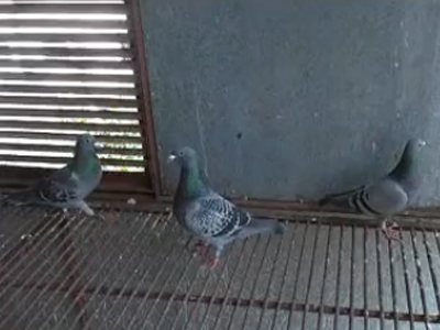 ��Ƶ���������ҳ�Զ������