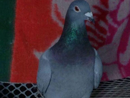 ���Ѽ��һ����˸�(ͼ)