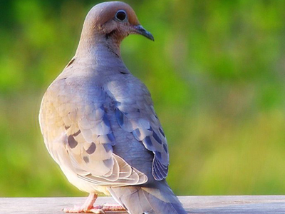 ���ҿ�ԣ��ҵ�Ұ���ӽ��ƻ�