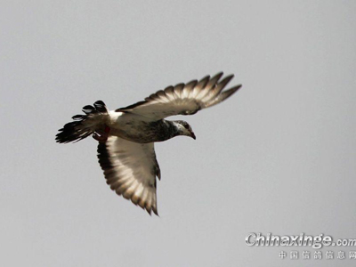 ������Ҫ�ع���Ȼ������