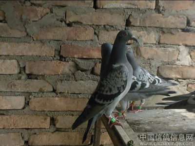 ��ɬ���£��ȸ�����ҵ�����