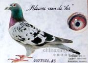 ����ղɭͼƬϵ��(1-15)