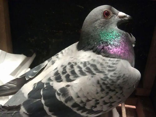 Ԫ齱ΧۣصȽǶɶ(ͼ)