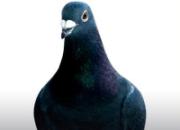 ������� ��������Ҳ���߿�(ͼ)