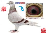 ���š����紫�桱��������(ͼ)