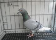 ���׸��е㡰�� 900�����Ѽ�(ͼ)