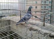 Զȥ�����䣺��ϧû�����㵽��(ͼ)