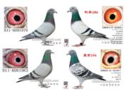 ��ɽ֮ʯ������15��ʮ�����(ͼ)