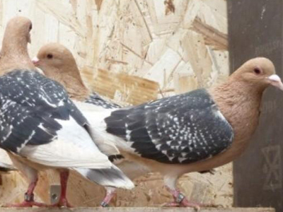 ���費��ѡ�� ������Ư��Ҳû��(ͼ)