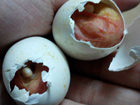 ��̫�䣺̥������(ͼ)