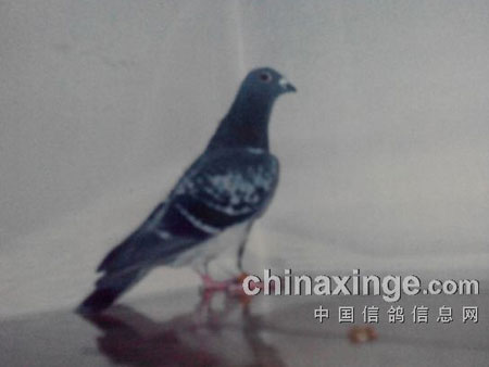 ������������������ȥ���ָ�(ͼ)