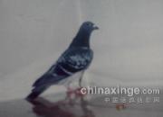 ������������������ȥ���ָ�(ͼ)