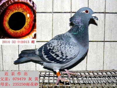 ���δ��Ѳ��� ���к�(ͼ)