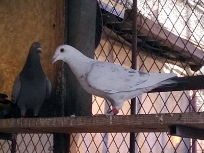 ���Ī�ż� Ӧ�õȵ���Ҷ��