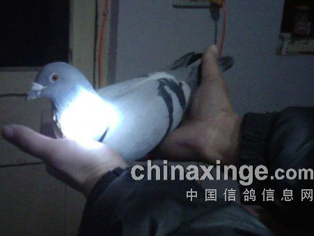 15����ԣ�ҹ������ѡ��(ͼ)