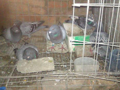 �ھӲ��� �Ҽҳɲ���������(ͼ)