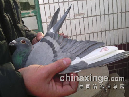 11���ִ��ٲ�����73��(ͼ)