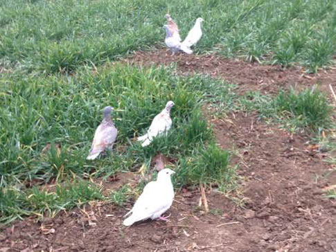 ���ˡ��ޡ�����(ͼ)