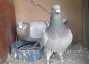 ����� ����6��Сԭ��