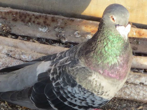 �����Ѱ���99���Ϲ�Ѫ��������(ͼ)