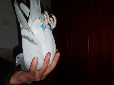 �ҽ̸����浹��(ͼ)