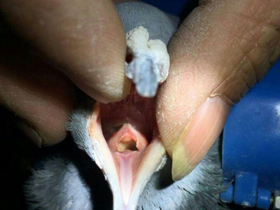 ʮ���ϸ�ò������(ͼ)