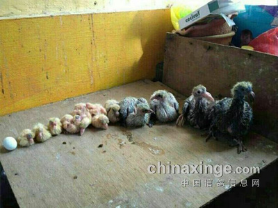 ����������ù��͸����(ͼ)