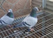 С���ѹ���ɲ��� ��֧Ԯ�����(ͼ)