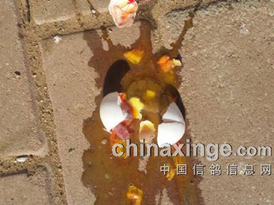 ���ѻ���֮���ֵĸ뵰(ͼ)